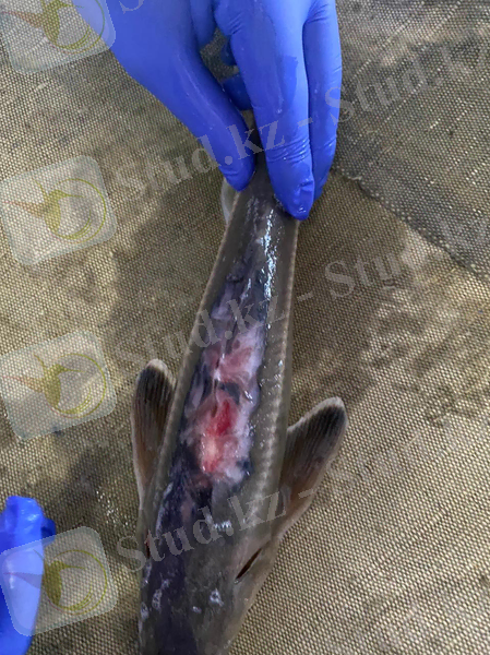 C:\Users\Темирбек\Downloads\WhatsApp Image 2021-05-12 at 22.20.25.jpeg