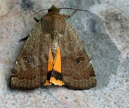 Смотреть исходное изображение