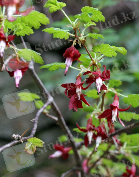 Plant World: Ribes divaricatum