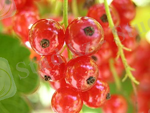 Қарақат — Уикипедия