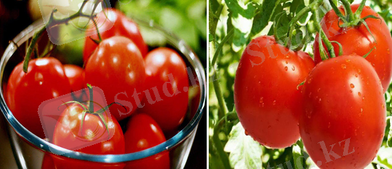 Қызанақ өнімдерін өндіру технологиясы - Ғылыми жұмыстар -