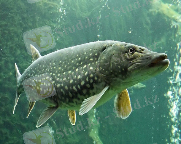 Щука - красивые картинки (40 фото) • Прикольные картинки и позитив