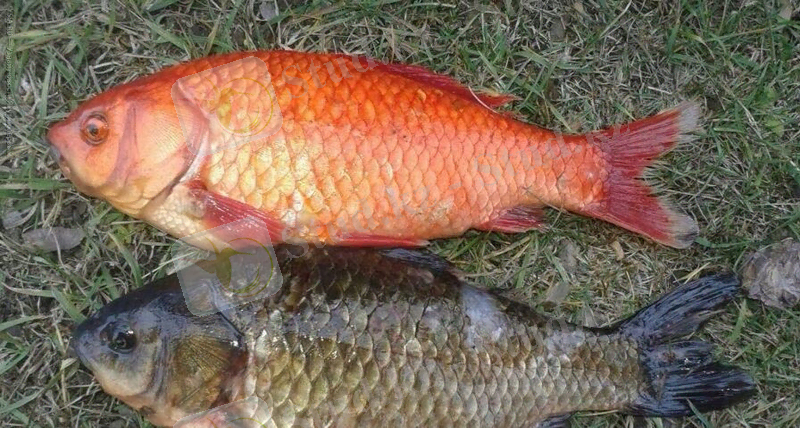Золотой карась | Пикабу
