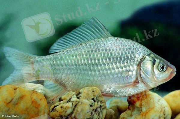 КАРАСЬ СЕРЕБРЯННЫЙ (Carassius gibelio) - Фауна Беларуси