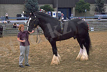 ShireDraftHorse.jpg