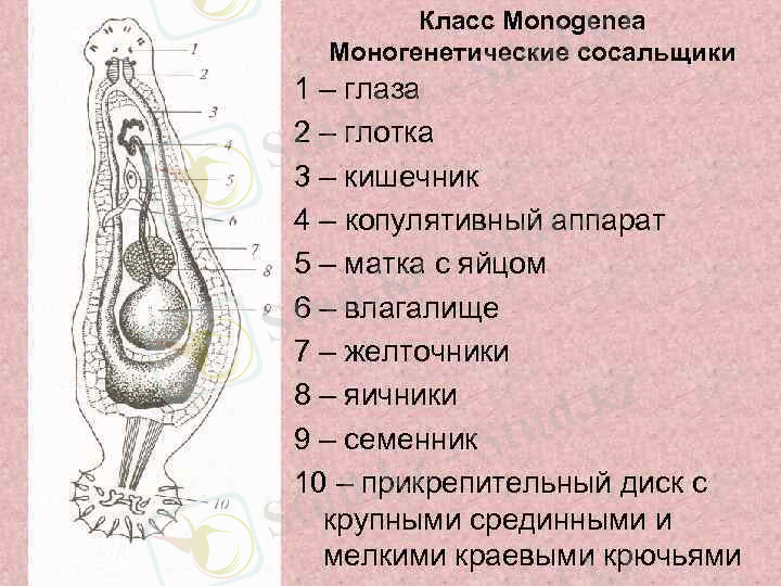 Класс Monogenea Моногенетические сосальщики 1 – глаза 2 – глотка 3 – кишечник 4