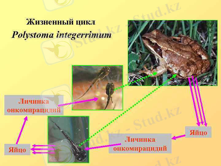 Жизненный цикл Polystoma integerrimum Личинка онкомирацидий Яйцо 