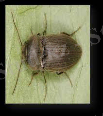 ЖАЛПЫ ЭНТОМОЛОГИЯ