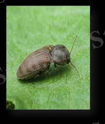 ЖАЛПЫ ЭНТОМОЛОГИЯ