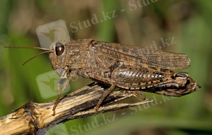 Итальянский прус — Википедия