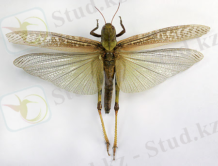 AgroAtlas - Вредители сельскохозяйственных культур - Locusta migratoria L. - Азиатская перелётная саранча