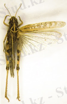 AgroAtlas - Вредители сельскохозяйственных культур - Dociostaurus maroccanus (Thnb.) - Мароккская саранча, мароккская кобылка, марокканка.