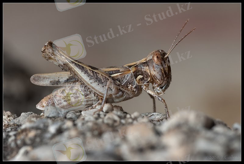 macroinstantes: Dociostaurus cf. jagoi