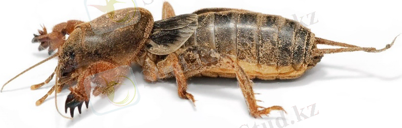 Медведки — Википедия