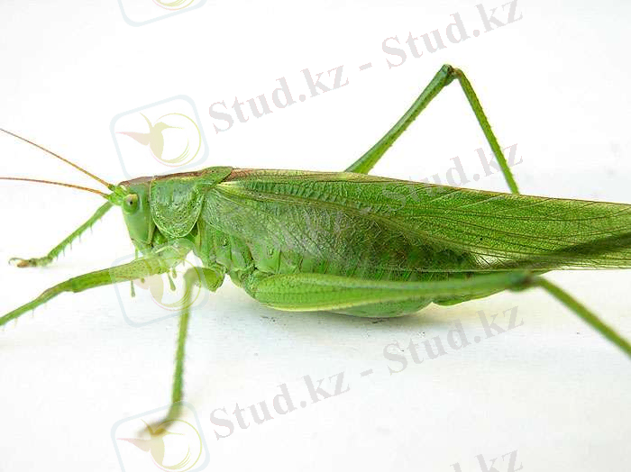 Ответы Mail.ru: Домой залетел зелёный кузнечик