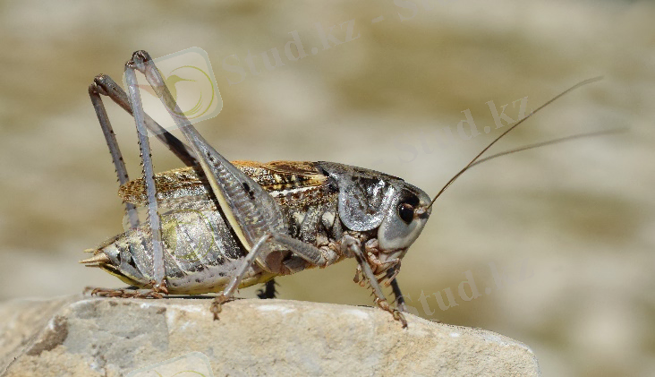 File:Decticus verrucivorus male (7973881056).jpg - Wikimedia Commons