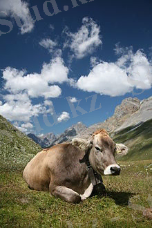 http://upload.wikimedia.org/wikipedia/commons/thumb/f/fb/CH_cow_2.jpg/220px-CH_cow_2.jpg