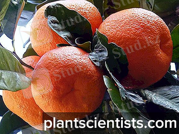 https://plantscientists.com/img/6/citrusovie-rasteniya-vidi-i-osobennosti-virashivaniya-5.jpg