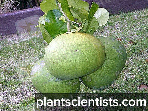 https://plantscientists.com/img/6/citrusovie-rasteniya-vidi-i-osobennosti-virashivaniya-6.jpg
