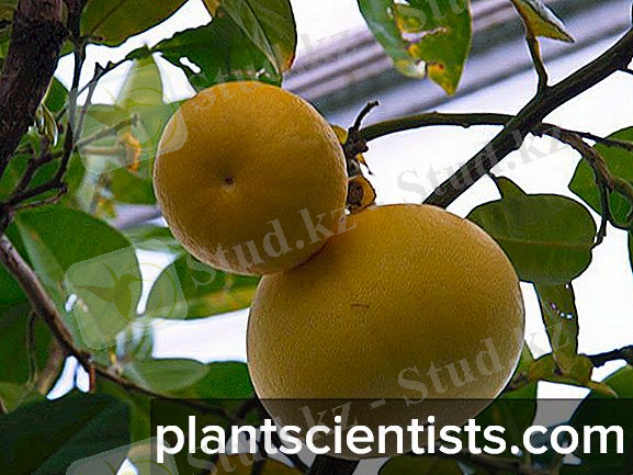 https://plantscientists.com/img/6/citrusovie-rasteniya-vidi-i-osobennosti-virashivaniya-7.jpg