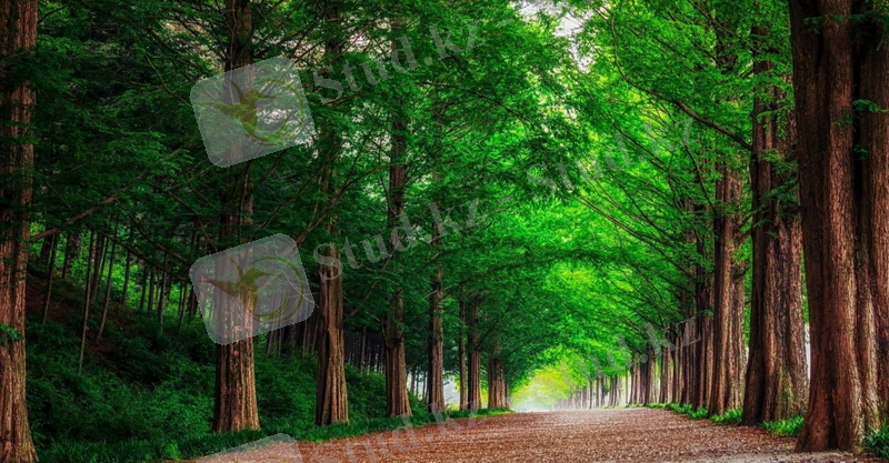 https://get.wallhere.com/photo/forest-road-trees-landscape-summer-1000128.jpg