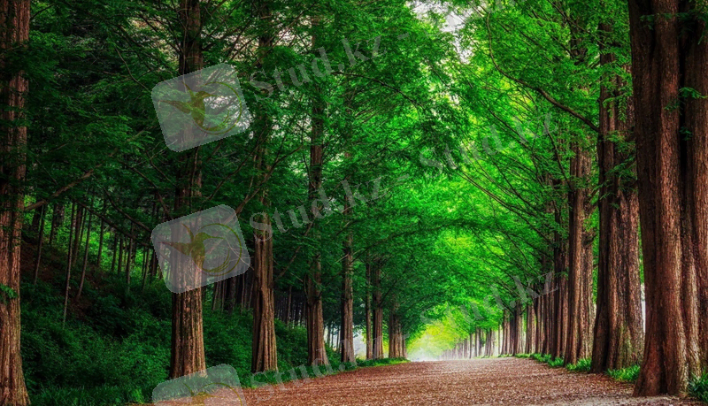 https://get.wallhere.com/photo/forest-road-trees-landscape-summer-1000128.jpg