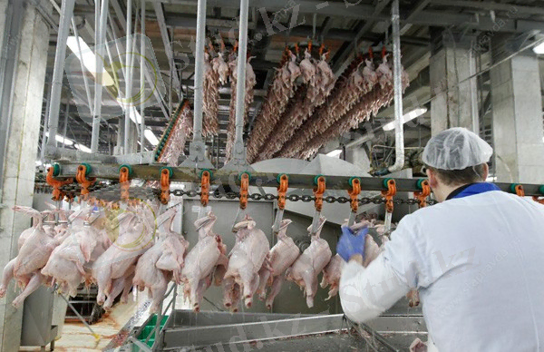 Технология убоя, разделки и переработки мяса птицы - Мастер Милк