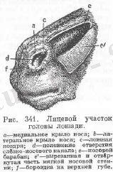 Органы дыхания у лошадей