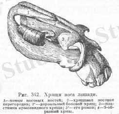 Органы дыхания у лошадей