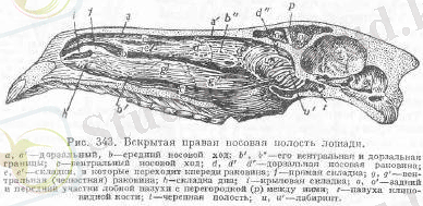 Органы дыхания у лошадей