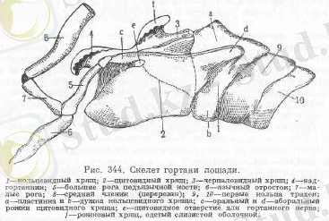Органы дыхания у лошадей