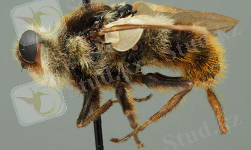 Описание: Pinned adult male common cattle grub, Hypoderma lineatum (Villers).