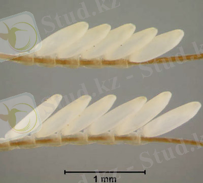 Описание: Pinned adult male common cattle grub, Hypoderma lineatum (Villers).