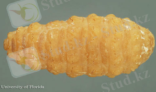 Описание: Описание: Larva of the common cattle grub, Hypoderma lineatum (Villers), dorsal view. The head is to the left.