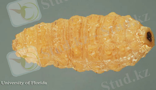 Описание: Larva of the common cattle grub, Hypoderma lineatum (Villers), ventral view.В The head is to the left.