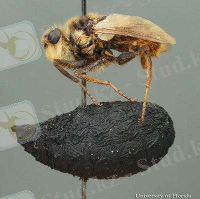Описание: Pinned adult (top) and pupal case (bottom) of the common cattle grub, Hypoderma lineatum (Villers).