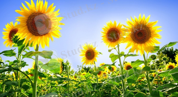 Күнбағыс - диқанның бағы, жердің соры | Inbusiness