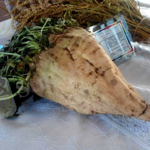 Гигантскую сахарную свеклу научились выращивать фермеры Алматинской области - 365info.kz