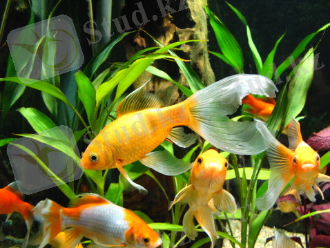 C:\Users\Айбек\Desktop\золотые рыбки.jpg