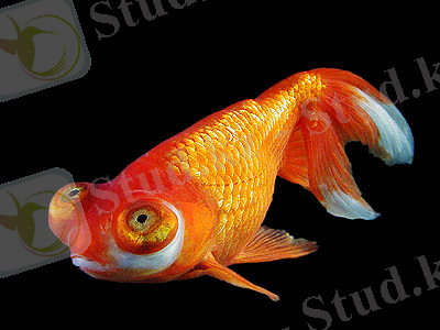 C:\Users\Айбек\Desktop\Рыбка звездочет.jpg