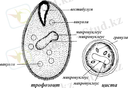 Балантидиоз