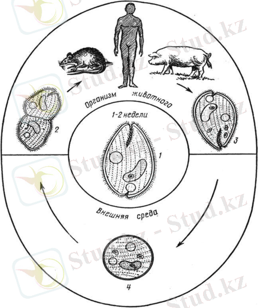 Балантидиоз свиней - Протозойные болезни домашних животных