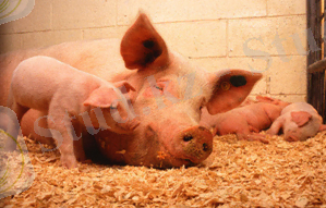 Балантидиоз свиней » ФГБУ Саратовская МВЛ