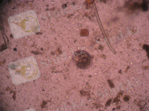 ФГБУ "Кемеровская МВЛ" - Балантидиоз свиней