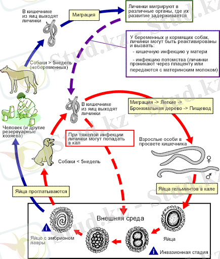 Геогельминты