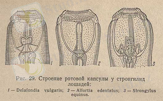 Строение ротовой капсулы у стронгилид лошадей
