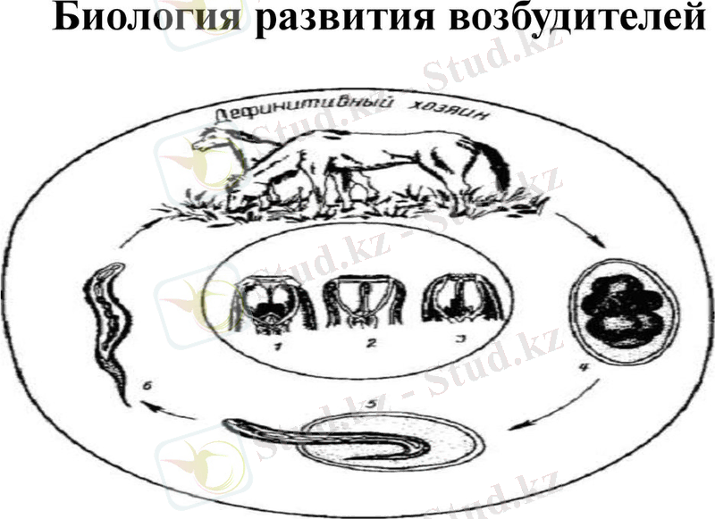 Стронгилятозы лошадей - презентация онлайн