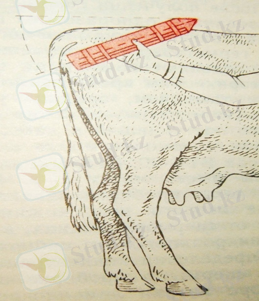 C:\Documents and Settings\User\Мои документы\МАРДАН\ФОТО для книги\DSCF3152.JPG