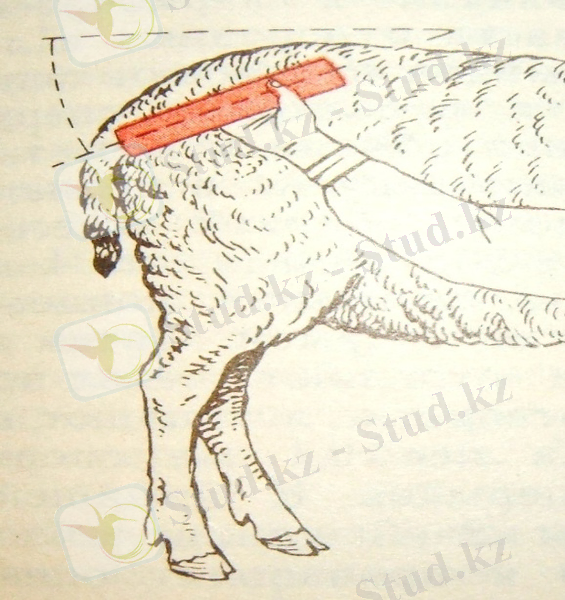 C:\Documents and Settings\User\Мои документы\МАРДАН\ФОТО для книги\DSCF3151.JPG