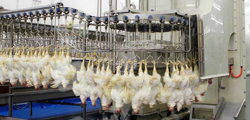 Линия убоя птицы – оборудование для убойного цеха от производителя | ООО «КТБмаш»